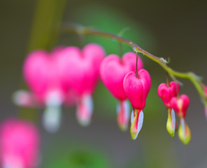 Vibrant floral close up, dicentra flowers.