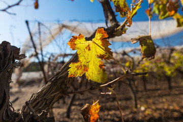 landscape of vineyards