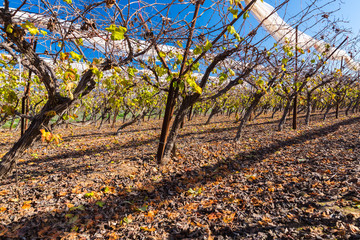 landscape of vineyards