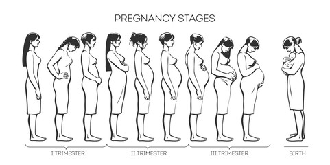 Stages of pregnancy, different women at different stages of pregnancy, illustration sketch hand-drawn style, types of trimesters in fertile women, infographics of pregnancy and childbirth