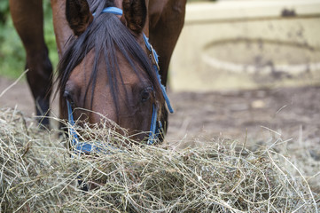 Horse eating hay © Dan Kosmayer