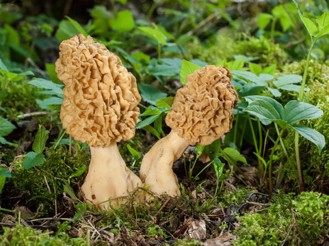 Speisemorcheln - Morchella esculenta 