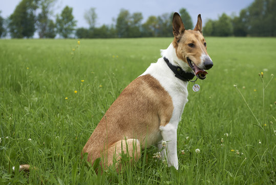 Smooth Collie Images – Browse 1,306 Stock Photos, Vectors, and Video |  Adobe Stock