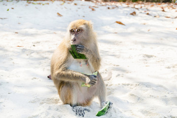 Monkey ate watermelon rind on the beach