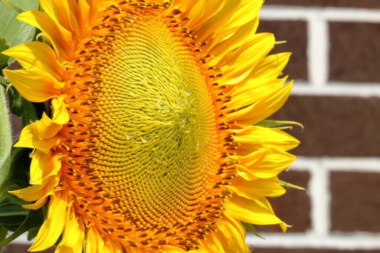 Fototapeta A large yellow sunflower with dewy beads of nectar on its center.