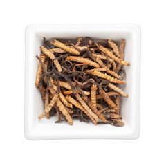Traditional Chinese Medicine - Ophiocordyceps sinensis (caterpil