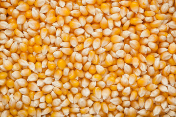 Corn kernels