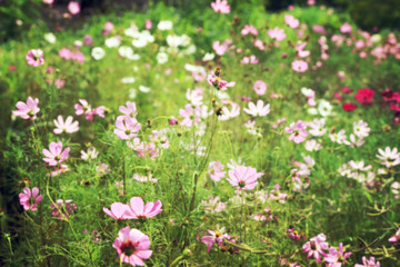 Obraz na płótnie Canvas Blurred cosmos flower fields, vintage toned image background.