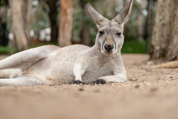 Red Kangaroo lying on dusty ground looking at camera,  Australia