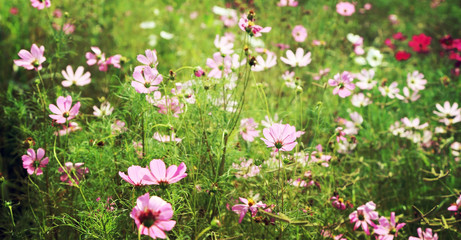 Obraz premium Cosmos flower fields, vintage toned image background.