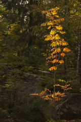Fine rowan tree in the rays of the evening autumn sunshine