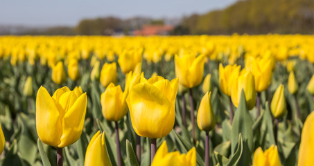 Obraz premium Yellow tulips