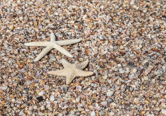 starfish and shells on the beach 