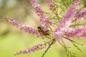 Wallpaper Macro of Bee Working on Pink Flower, Blur Background