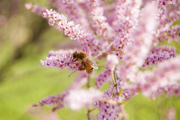 Wallpaper Macro of Bee Working on Pink Flower, Blur Background