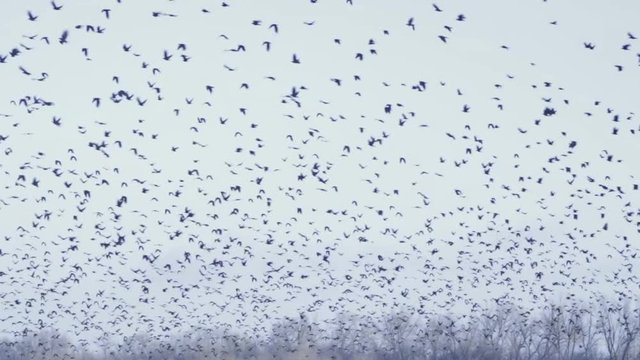 Crows flying in the sky