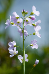 Blumen - Frühling im Garten