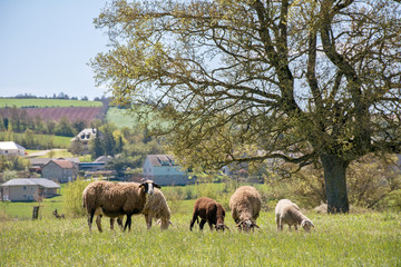 moutons et agneaux en pâture