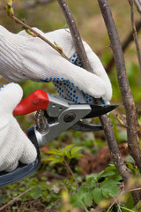 hands in gloves pruning black current with secateurs, closeup