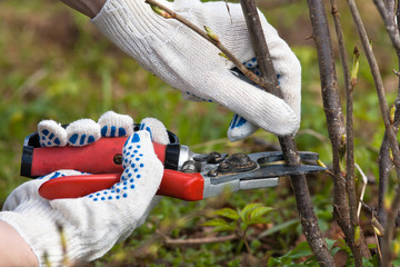 hands in gloves pruning black current