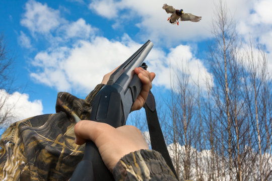 hands of hunter shooting from a shotgun to duck