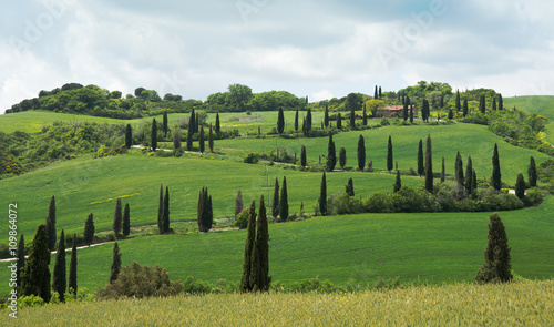 Campagna toscana con strada di cipressi