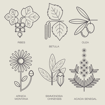Set of medical plants.
