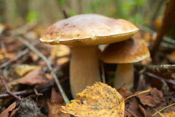 mushrooms in the forest