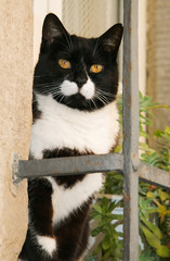 Beautiful european cat on sitting on the window