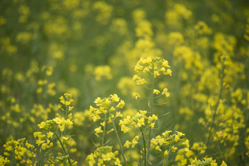 Fototapeta premium Rape blossoms