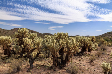 Field of Teddy Bear Cholla Cactus (cylindropuntia,bigelovii) in Arizona's Sonoran Desert. 