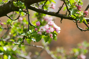 Apfelbäume, Frühling im Obstgarten