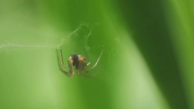 Macro Shot Of A Spider Outdoors On A Web. Green Blurred Grass background. Filmed In Slow Motion.