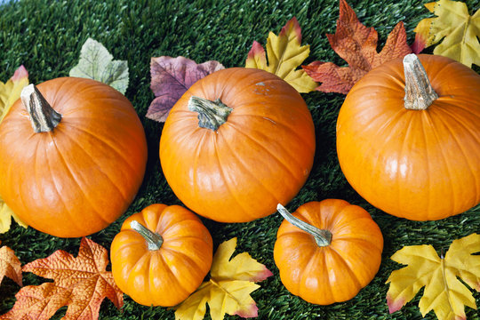 cropped image of halloween pumpkins with autumn leaves.