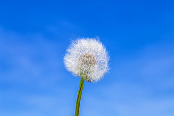 Naklejka premium Pusteblume vor blauem Himmel