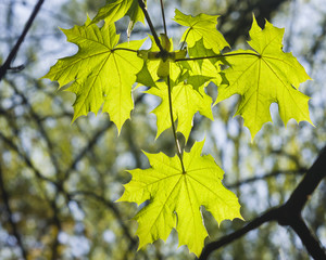 Leaves of norway maple tree in morning sunlight, selective focus, shallow DOF