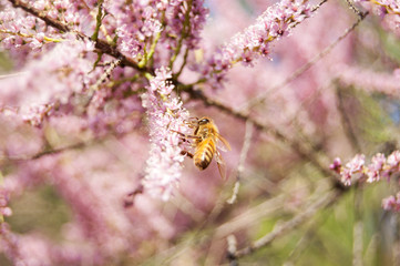 Wallpaper Macro of Bee Working on Pink Flower, Blur Background