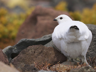 ライチョウ雌(Rock Ptarmigan)