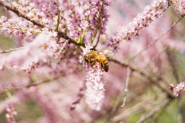 Wallpaper Macro of Bee Working on Pink Flower, Blur Background
