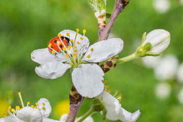 Ladybug sits on a cherry flower