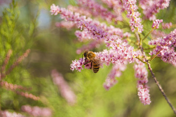 Wallpaper Macro of Bee Working on Pink Flower, Blur Background