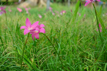 Pink rain lily blooming in rain season 