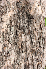 Old Wood Tree Texture Background Pattern