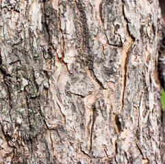 Old Wood Tree Texture Background Pattern