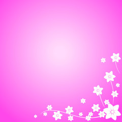 Vector white flowers pink background.