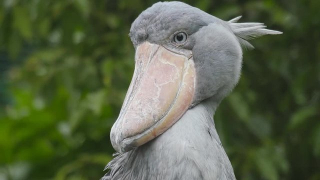 shoebill stork(Balaenicipitinae)