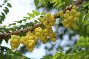 Tropical fruits, Star gooseberry on tree.