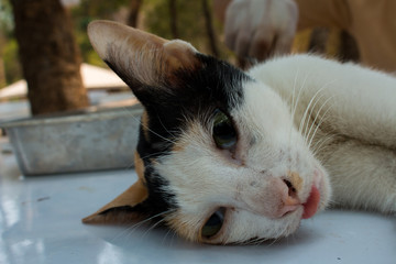 Veterinary surgeon neutering a cat