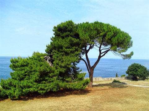 Pine trees on a seaside