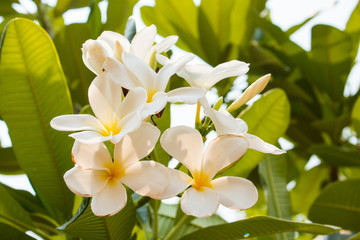 white frangipani tropical flower, plumeria flower blooming on tree, spa flower
